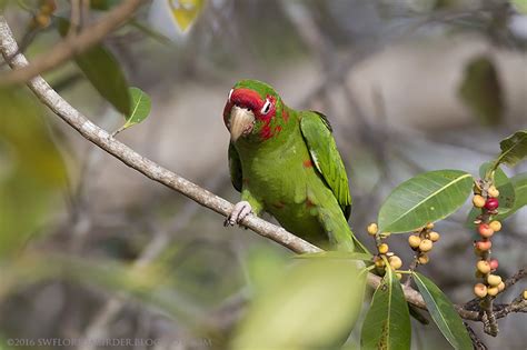 Swfloridabirder In Search Of Miami Parakeets