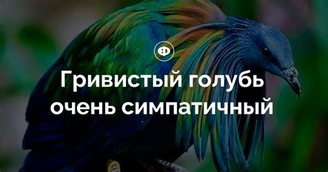 Гривистый голубь очень симпатичный
