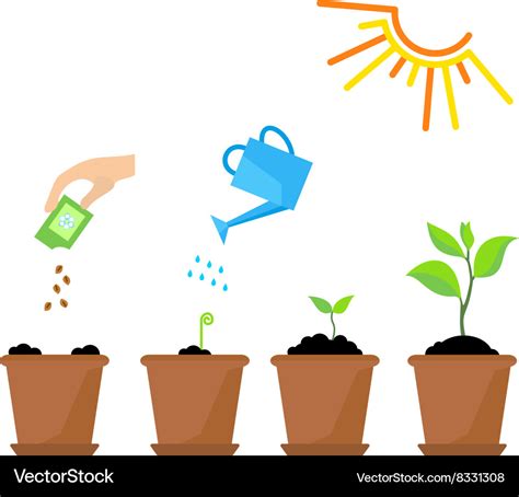 Timeline Infographic Of Planting Tree Process Vector Image