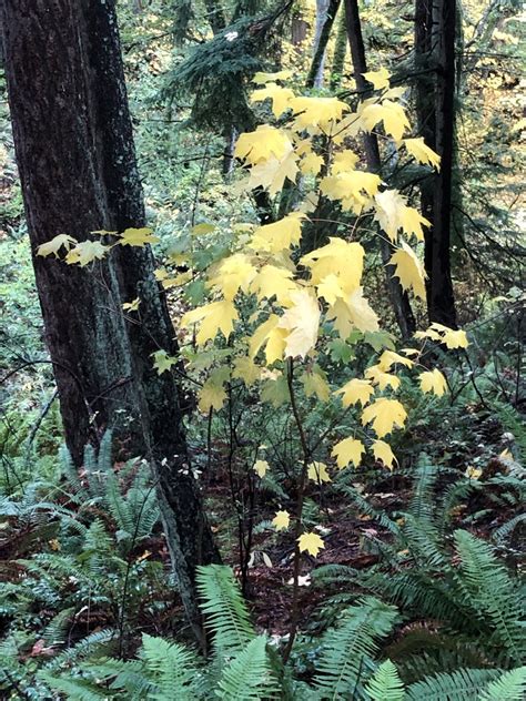 Norway Maple From Sehome Hill Arboretum Bellingham Wa Us On November