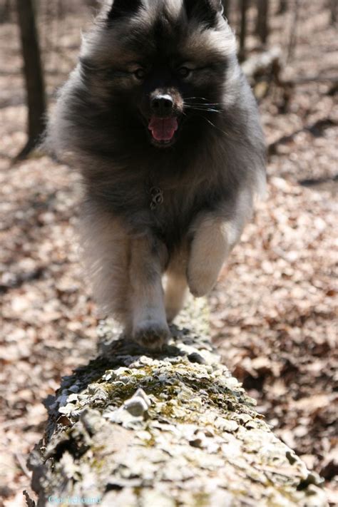 Keeshond Keeshond Small Dog Breeds Dog Breeds
