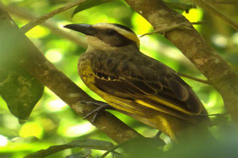 Aves Que Hacen Nidos Flotantes Aves Mundo