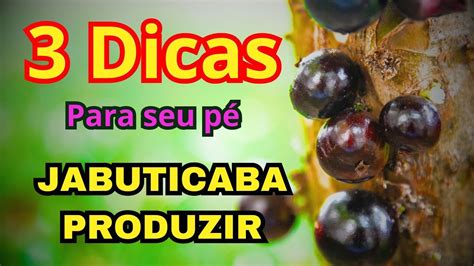 3 Dicas Infaliveis para seu Pé Jabuticaba produzir YouTube