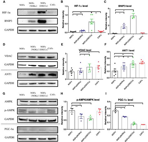 Assessment Of The Hypoxia Marker Hif 1α And Mitophagy Marker Bnip3