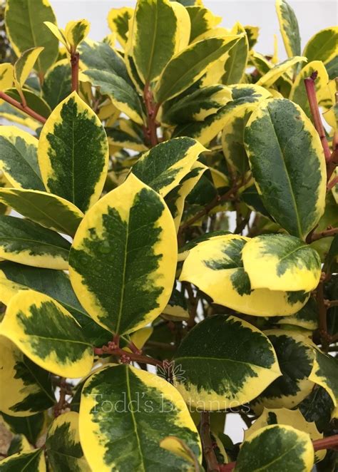 Holly Trees Ilex Lex X Altaclerensis Golden King