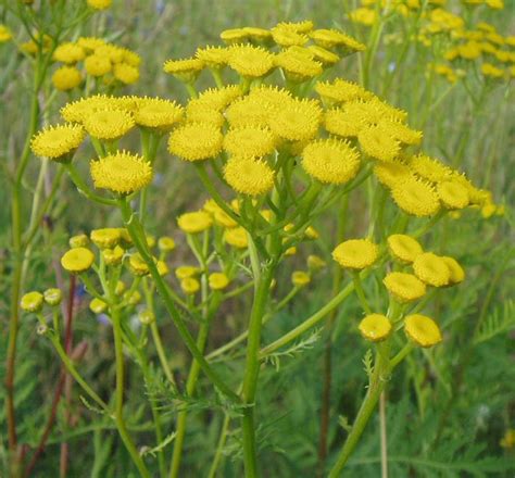 Пижма - Tanacetum. Флора Ульяновской области.