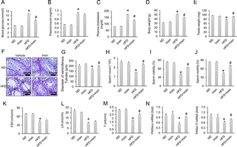 Hfd Induced Male Spermatogenesis Dysfunction Was Improved By Irisin