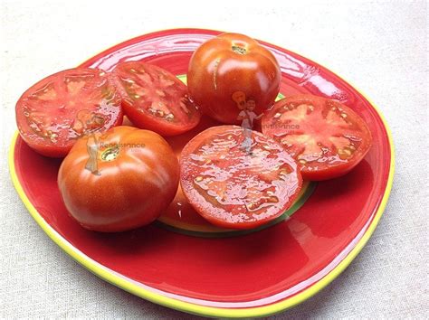 Marmelaonye Krasnye Dwarf Tomato Renaissance Farms Heirloom Tomato Seeds