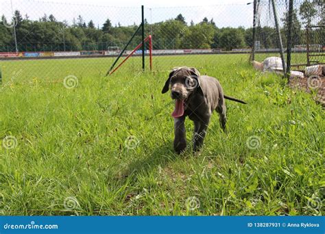 Small Happy Grey Great Dane Puppy Stock Image Image Of Sunny Dane