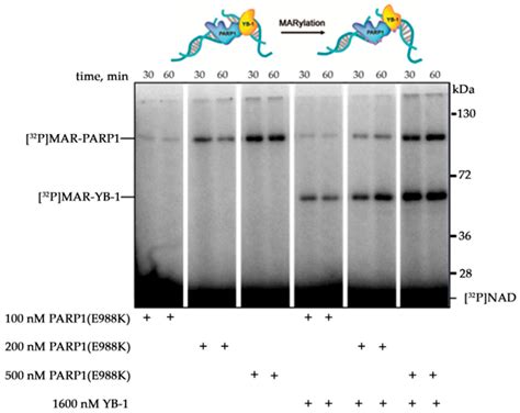 Biomolecules Free Full Text Regulation Of Poly Adp Ribose