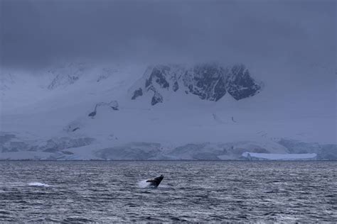 The Antarctic Ocean plays a critical role in regulating the world's