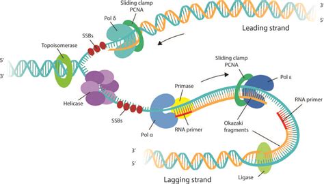 DNA replication - | Dna replication, Biology notes, Color worksheets