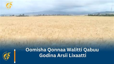 Oomisha Qonnaa Walitti Qabuu Godina Arsii Lixaatti Youtube