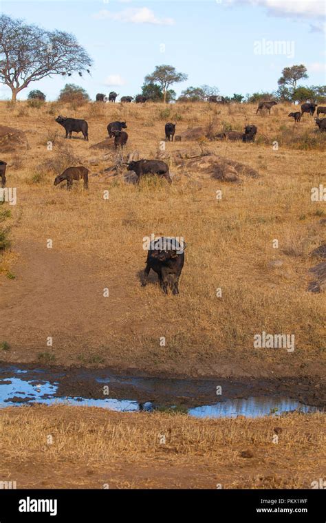 Wild African buffalo Stock Photo - Alamy