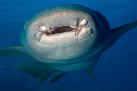 Nurse Shark Teeth: Understanding the Unique Dental Structure – Ocean Action Hub