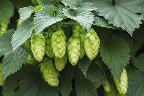 hop