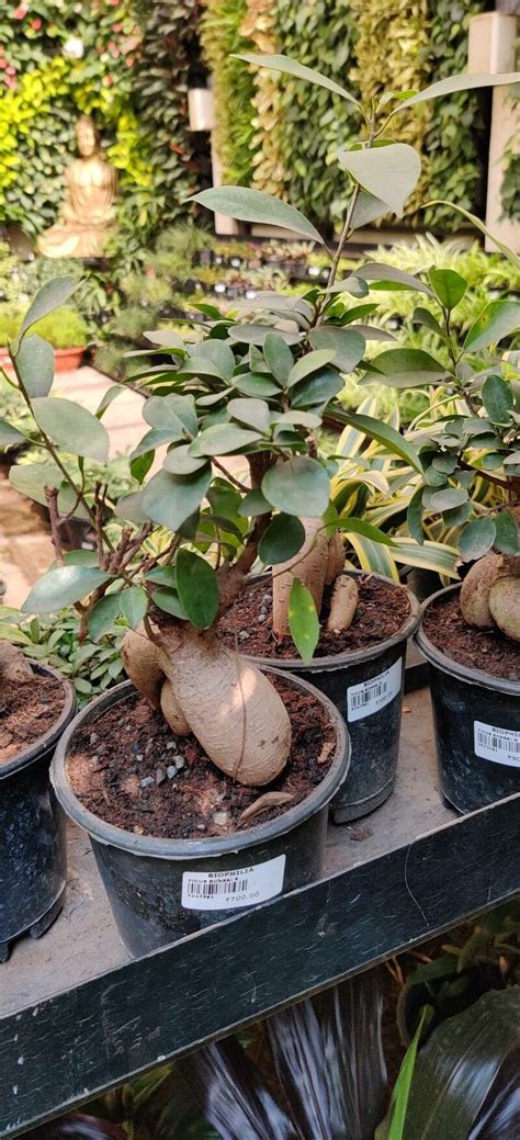 Ficus Retusa L Indian Laurel World Flora Pl NtNet Identify