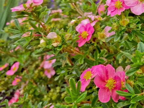 17 Amazing Small Flowering Shrubs