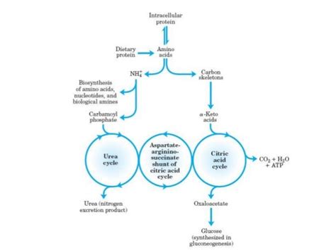 Protein metabolism