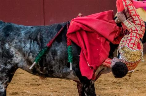 España un torero recibió una cornada que lo dejó al borde de la muerte