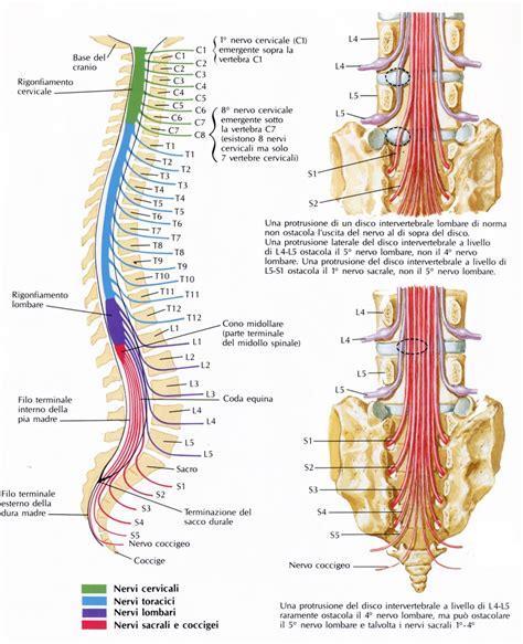 Grafico Dei Nervi Del Midollo Spinale