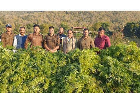 Indore Ganja Was Being Grown In The Cotton Field The Police Were Also