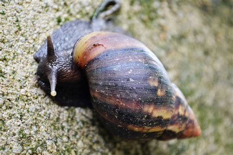 Snail Free Stock Photo - Public Domain Pictures