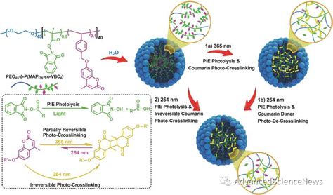 光交联和光解离组合法即时调控聚合物胶束的双亲平衡与稳定性 清新电源