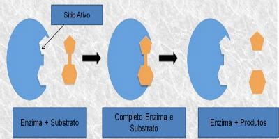 Enzimas O Que S O Exemplos E Classifica O Toda Mat Ria