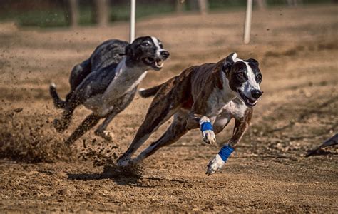 What States Allow Dog Racing? - BuzzSharer.com