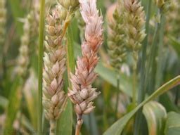 Fusarium Head Blight A Significant Issue In Wisconsin In 2015 Badger