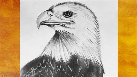 How to Draw a Eagle.easy tutorial for beginners.step by step - YouTube