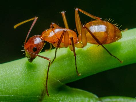 Dan Simon Macrophotography — A red carpenter ant. This is one of the ...