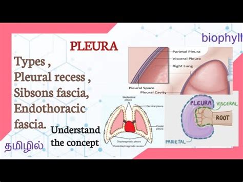 Pleura In Tamil Types Pleural Recess Sibsons Fascia Endothoracic