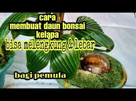 Cara Membuat Daun Bonsai Kelapa Melengkung Lebar Bagi Pemula Youtube