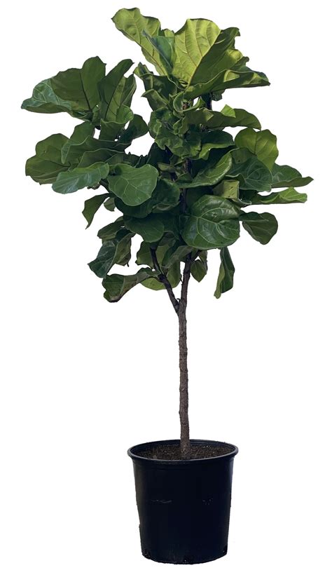 FICUS LYRATA, STANDARD – Plantae Inc.