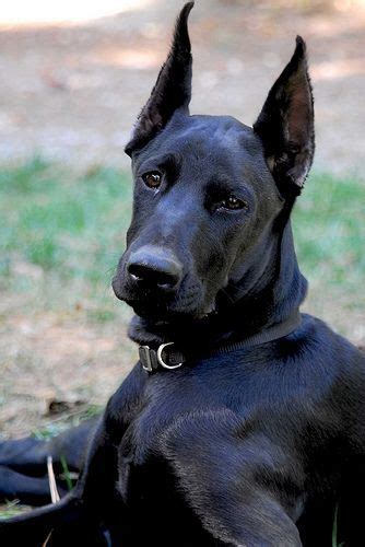 All Black Doberman Doberman Pinscher Schwarzer Dobermann Dobermann