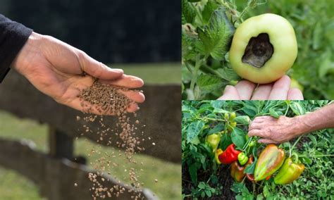 7 Reasons To Use Bone Meal Fertilizer In The Garden