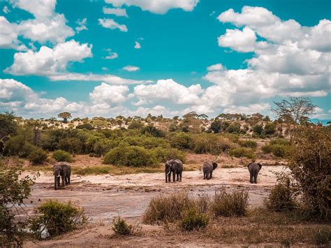 Tanzania Safari / Zanzibar