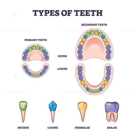 Types of teeth with primary and secondary tooth division outline ...