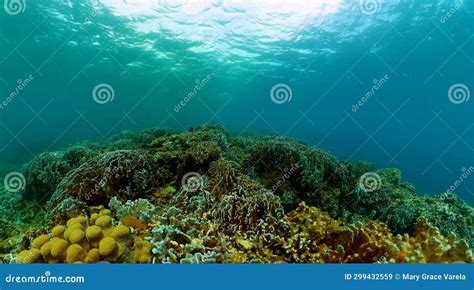 Underwater World With Coral And Tropical Colorful Fish Stock Image