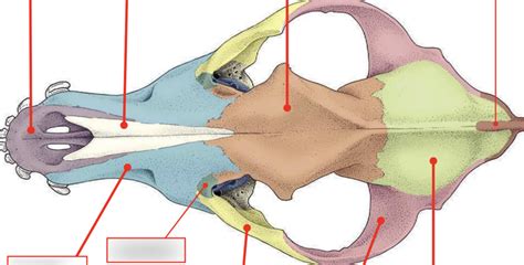 Lateral View Of Canine Skull Diagram Quizlet