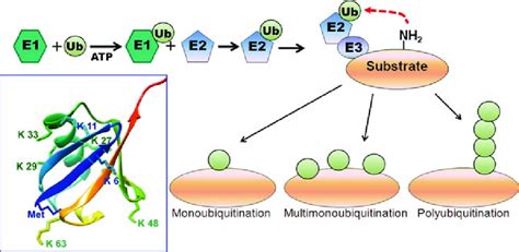 Patterns Of Protein Ubiquitination Upper Half Of The Cartoon The Download Scientific Diagram