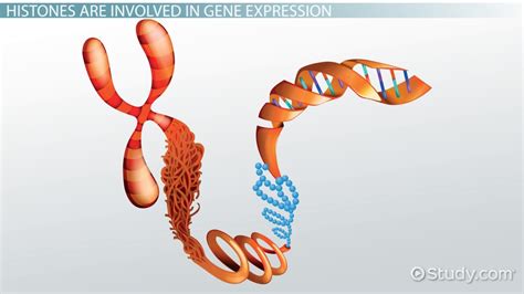 Chromatin Structure, Location & Examples - Lesson | Study.com