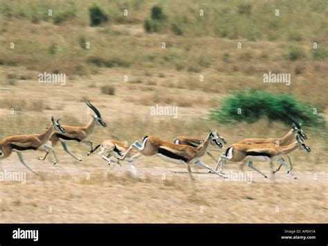 Thomson's gazelle running hi-res stock photography and images - Alamy