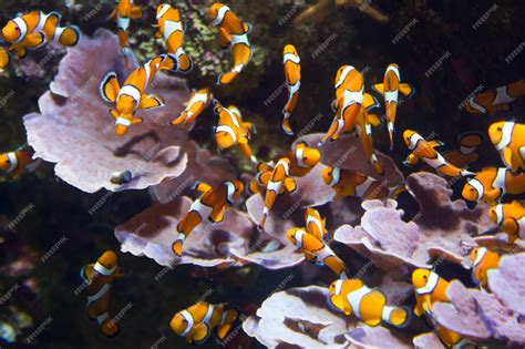 Premium Photo | Orange clownfish