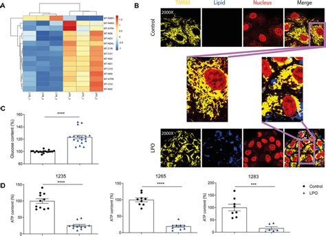 Evidence Of Mitochondrial Dysfunction In Liver Organoids Upon Lipid