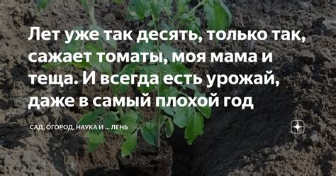 Лет уже так десять, только так, сажает томаты, моя мама и теща. И ...