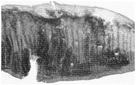 Figure From The Effect Of The Parasite Phyllodistomum Macrocotyle