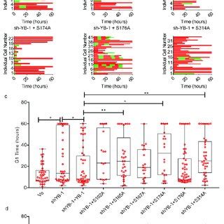 Y Box Binding Protein Yb Is Essential For Tumor Necrosis Factor